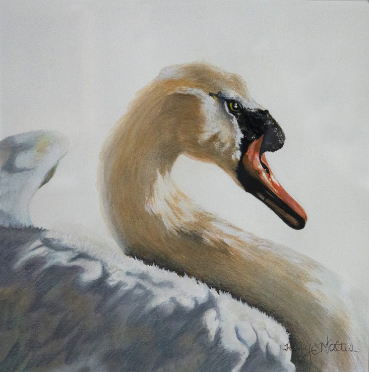 Mute Swan, Swan art painting, watercolor waterfowl