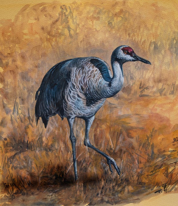 Sandhill Crane painting, Monte Vista Sandill cranes, wildlife art, colorado, avian art, Holly walter