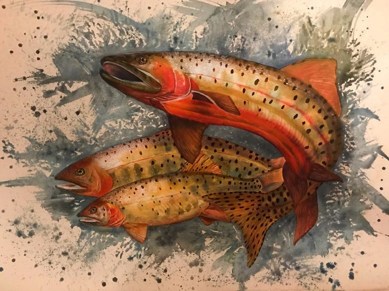 Colorado Cutthroat Trout