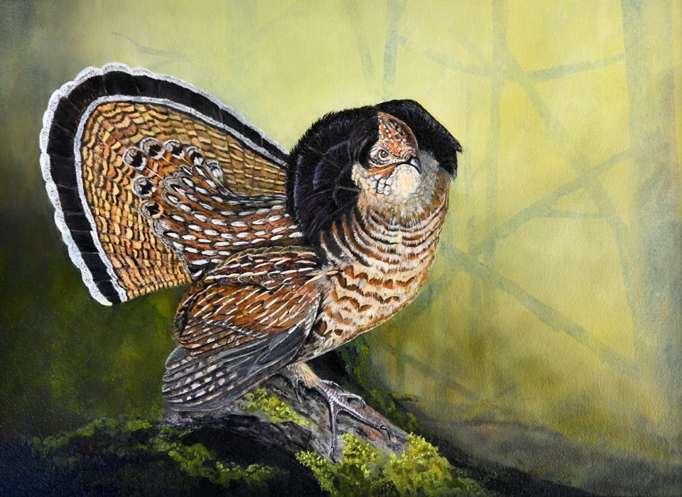 Ruffed Grouse
