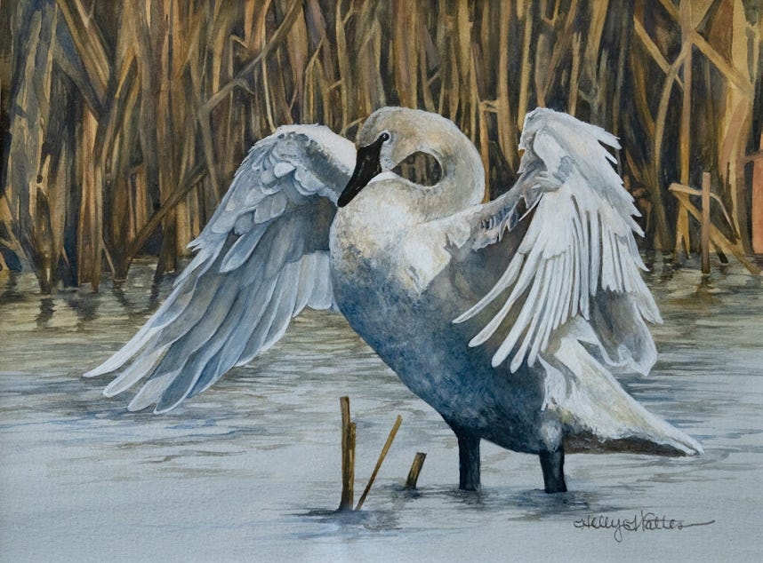 Trumpeter Swan